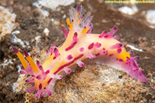 nudibranch